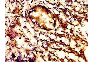 IHC image of ABIN7154307 diluted at 1:500 and staining in paraffin-embedded human appendix tissue performed on a Leica BondTM system. (ACBD3 Antikörper  (AA 263-366))