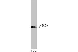 Western blot analysis of CtBP1 on a BC3H1 cell lysate (Mouse brain smooth muscle-like cells, ATCC CRL-1443).
