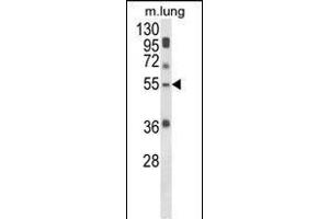 Western blot analysis of SELENBP1 Antibody (C-term) (ABIN652814 and ABIN2842531) in mouse lung tissue lysates (35 μg/lane).