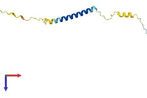SMAGP Protein (AA 1-97) (His tag)