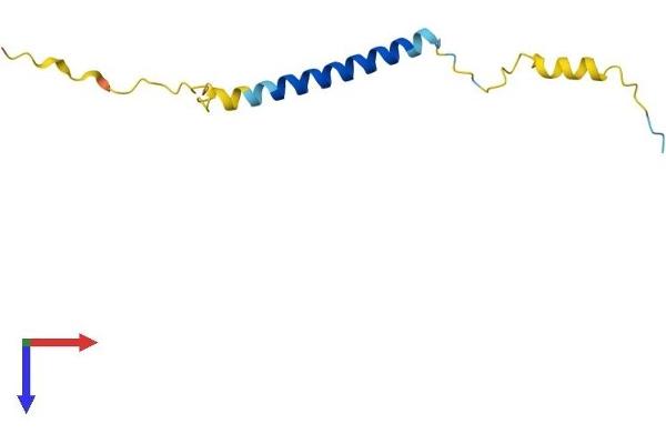 SMAGP Protein (AA 1-97) (His tag)