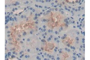 IHC-P analysis of Human Kidney Tissue, with DAB staining. (FAM132A Antikörper  (AA 92-241))