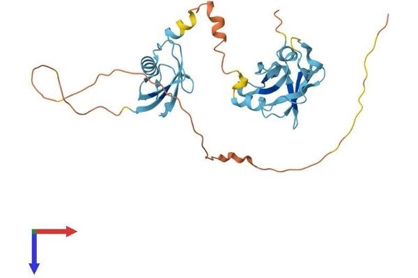 UBFD1 Protein (AA 1-309) (His tag)