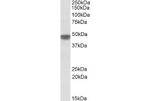 ABIN571199 (0. (NDUFS2 Antikörper  (Internal Region))