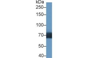 Western Blot; Sample: Human Lung lysate; Primary Ab: 1µg/ml Rabbit Anti-Human DIDO1 Antibody Second Ab: 0. (DIDO1 Antikörper  (AA 258-455))
