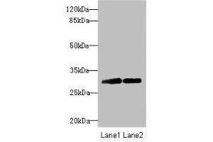 Western blot All lanes: TRIM69 antibody at 2. (TRIM69 Antikörper  (AA 1-341))