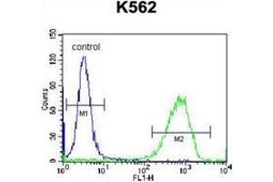 Flow cytometric analysis of K562 cells using PAICS Antibody (N-term) Cat. (PAICS Antikörper  (N-Term))