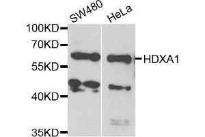 Western blot analysis of extracts of various cell lines, using HDXA1 antibody. (HOXA1 Antikörper)