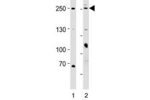 Western blot analysis of lysate from 1) HeLa and 2) MCF-7 cell line using MUC4 antibody; Ab was diluted at 1:1000 for each lane.