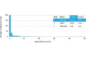 Analysis of Protein Array containing >19,000 full-length human proteins using TACSTD2 Mouse Monoclonal Antibody (TACSTD2/2152) Z- and S- Score: The Z-score represents the strength of a signal that a monoclonal antibody (MAb) (in combination with a fluorescently-tagged anti-IgG secondary antibody) produces when binding to a particular protein on the HuProtTM array. (TACSTD2 Antikörper  (AA 31-274))