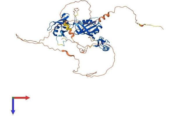 CPEB2 Protein (AA 1-521) (His tag)