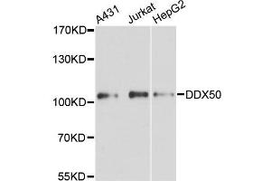 Western blot analysis of extracts of various cell lines, using DDX50 antibody (ABIN5996747) at 1:3000 dilution. (DDX50 Antikörper)