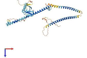 RASSF9 Protein (AA 1-435) (His tag)