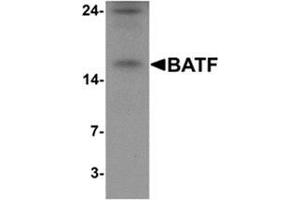 Western blot analysis of BATF in rat spleen tissue lysate with BATF Antibody  at 1 µg/ml (BATF Antikörper  (N-Term))