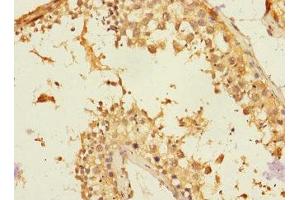 Immunohistochemistry of paraffin-embedded human testis tissue using ABIN7161461 at dilution of 1:100 (Neurotrimin Antikörper  (AA 30-316))