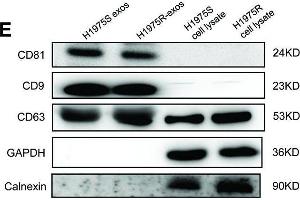 Establishment of osimertinib-resistant H1975 cell lines. (CD63 Antikörper)
