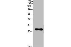 Western Blot analysis of customer's(cat sample) using Ribosomal Protein L7 Polyclonal Antibody. (RPL7 Antikörper  (C-Term))