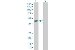 Western Blot analysis of RNF133 expression in transfected 293T cell line by RNF133 MaxPab polyclonal antibody. (RNF133 Antikörper  (AA 1-376))