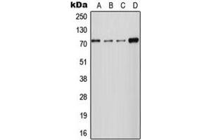 Western blot analysis of NCKX2 expression in HT1080 (A), MCF7 (B), Raw264. (SLC24A2 Antikörper  (Center))
