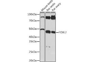 Western blot analysis of extracts of various cell lines, using FOXL2 Rabbit mAb (ABIN1682615, ABIN7101527, ABIN7101528 and ABIN7101529) at 1:1000 dilution.