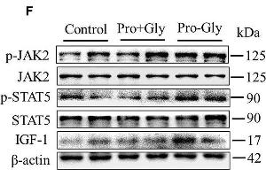 Acute or chronic injection of Pro-Gly, but not Pro plus Gly (Pro+Gly), stimulated IGF-1 expression and secretion in mice.