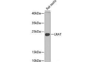 Western blot analysis of extracts of Rat testis using LRat Polyclonal Antibody at dilution of 1:1000.