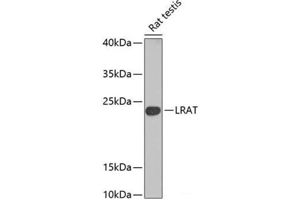 LRAT Antikörper