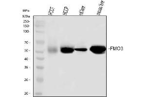 Western blot analysis of FMO3 using anti-FMO3 antibody (ABIN3043830).