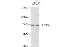 Western blot analysis of extracts of various cell lines, using SH2D3A antibody (ABIN7270272) at 1:1000 dilution. (SH2D3A Antikörper  (AA 1-300))