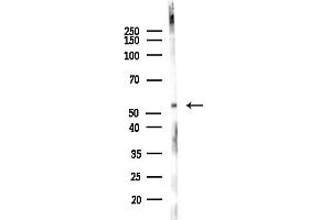 anti-5-Hydroxytryptamine (serotonin) Receptor 7 (Adenylate Cyclase-Coupled) (HTR7) (N-Term) antibody