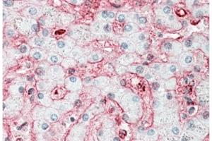 Staining of paraffin embedded Human Liver using Stomatin / STOM  Antibody at 5 µg/ml. (Stomatin Antikörper  (N-Term))