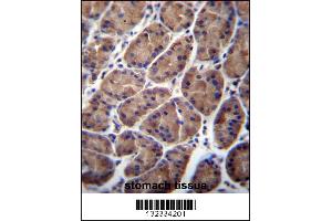 PFDN5 Antibody immunohistochemistry analysis in formalin fixed and paraffin embedded human stomach tissue followed by peroxidase conjugation of the secondary antibody and DAB staining. (PFDN5 Antikörper  (AA 79-108))