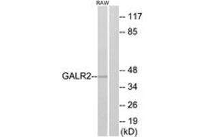 Western blot analysis of extracts from RAW264. (GALR2 Antikörper  (AA 201-250))