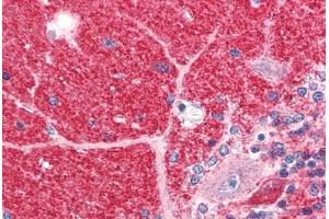 anti-Disrupted in Schizophrenia 1 (DISC1) (C-Term) antibody