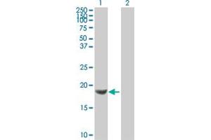 Western Blot analysis of NDUFB6 expression in transfected 293T cell line by NDUFB6 MaxPab polyclonal antibody.