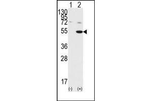 Image no. 1 for anti-Glycogen Synthase Kinase 3 alpha (GSK3a) (C-Term) antibody (ABIN360595)