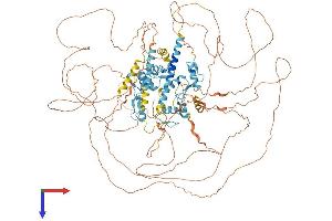 SALL4 Protein (AA 1-1067) (His tag)