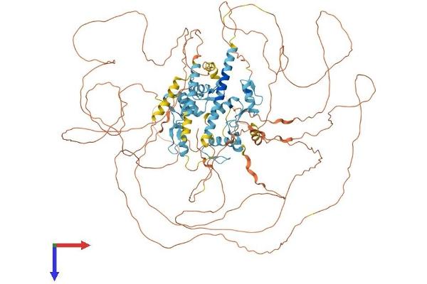 SALL4 Protein (AA 1-1067) (His tag)