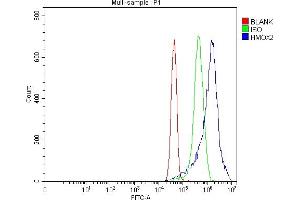 Flow Cytometry analysis of MCF-7 cells using anti-Heme oxygenase 2/HMOX2 antibody (ABIN7601766). (HMOX2 Antikörper  (AA 45-301))