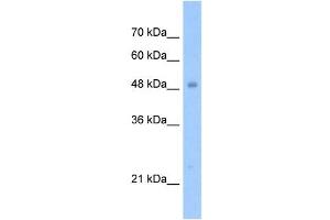 TIGD3 antibody used at 1. (TIGD3 Antikörper  (N-Term))