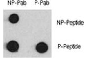 Dot blot analysis of phospho-MEF2C antibody and MEF2C nonphos pAb. (MEF2C Antikörper  (pSer387))