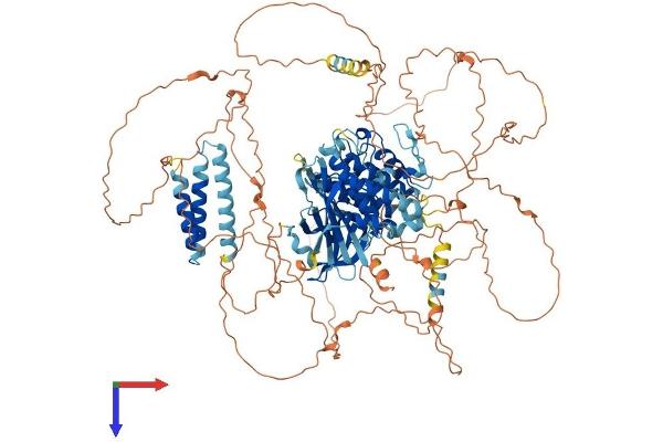 RPS6KC1 Protein (AA 1-1066) (His tag)