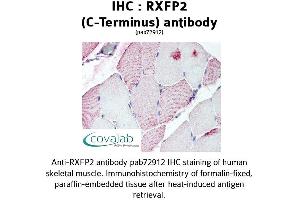 Image no. 1 for anti-Relaxin/insulin-Like Family Peptide Receptor 2 (RXFP2) (C-Term) antibody (ABIN1738987) (RXFP2 Antikörper  (C-Term))
