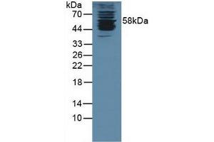 Western blot analysis of Human K562 Cells. (KPNA1 Antikörper  (AA 239-506))