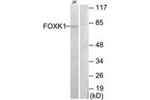 Western Blotting (WB) image for anti-Forkhead Box K1 (Foxk1) (AA 681-730) antibody (ABIN2889538) (Foxk1 Antikörper  (AA 681-730))