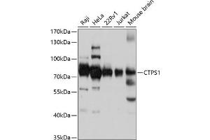 Western blot analysis of extracts of various cell lines, using CTPS1 antibody (ABIN1679408, ABIN3018132, ABIN3018133 and ABIN6220375) at 1:3000 dilution. (CTP Synthase Antikörper  (AA 402-591))