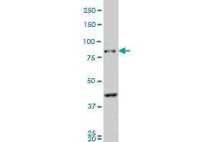 PCDHB10 monoclonal antibody (M07), clone 4C4 Western Blot analysis of PCDHB10 expression in NIH/3T3 . (PCDHB10 Antikörper  (AA 27-125))