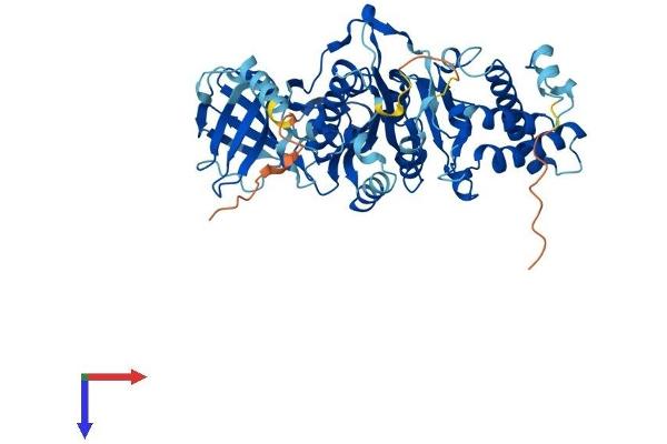 ATP6V1B1 Protein (AA 1-513) (His tag)
