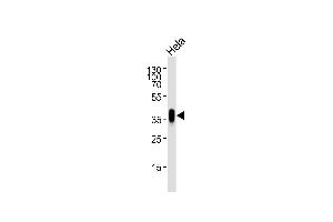 Western blot analysis of lysate from Hela cell line, using FOLR1 Antibody (N-term) (ABIN654650 and ABIN2844346). (FOLR1 Antikörper  (N-Term))