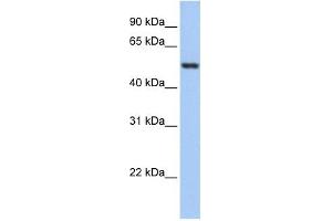 GSR antibody used at 1 ug/ml to detect target protein. (Glutathione Reductase Antikörper  (N-Term))